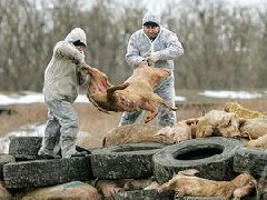 网传“今珠多糖可防治非洲猪瘟”是真是假？