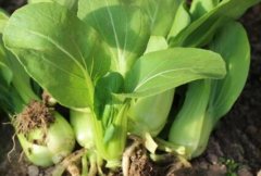 农药残留速测仪可以规范农药的使用吗？